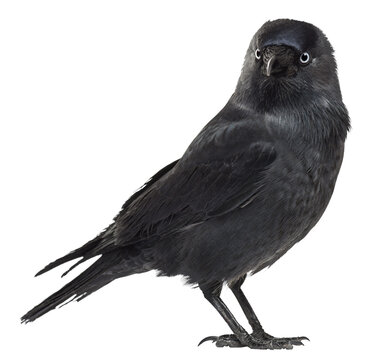 Western jackdaw, corvus monedula, standing, isolated on transparent background
