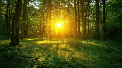 Obraz premium A forest clearing illuminated by the warm light of a truly spectacular sunset