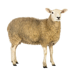 Full length view of a domestic ewe sheep standing against a transparent background, showcasing its thick, light brown fleece