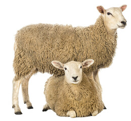 Ewe and lamb posing together on a transparent background, perfect for livestock or farming projects