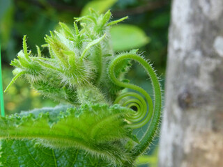Growing origkas in open ground, fresh fruit harvest in natural conditions close-up