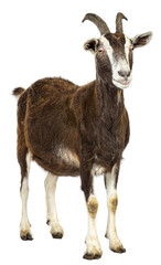 Full length portrait of a brown goat standing against a transparent background, showcasing its distinct features and friendly expression