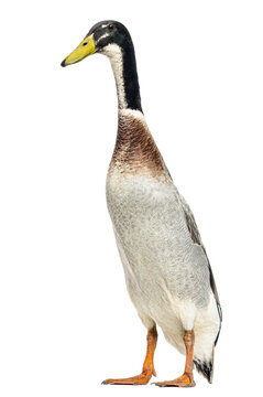 Full body shot of an indian runner duck standing against a transparent background, showcasing its unique upright posture and distinctive features