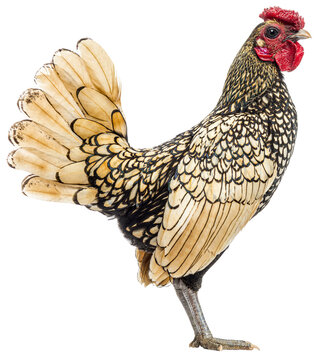 Studio shot of a sebright chicken showcasing its unique gold and black plumage against a transparent background