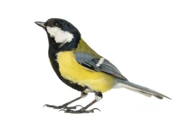 Great tit bird standing and looking up, isolated on transparent background
