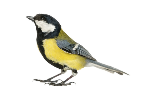 Great tit bird standing and looking up, isolated on transparent background