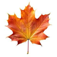 maple leaf isolated on white background