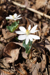 The white flower of bloodroot (Sanguinaria canadensis), an ephemeral native wildflower that grows in shady woodland