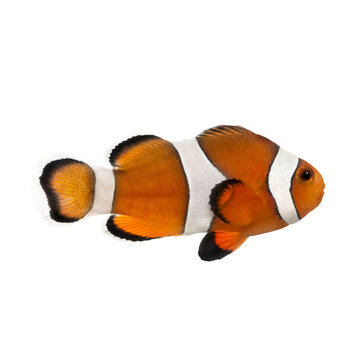 Orange, white, and black ocellaris clownfish, also known as the percula clownfish, is swimming gracefully against a transparent background