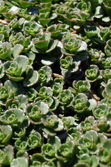Closeup of the succulent evergreen foliage of 'John Creech' two-row sedum or stonecrop (Sedum spurium)