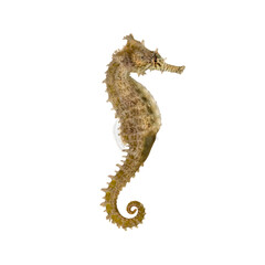 Close up of a seahorse swimming, showcasing its intricate details and unique posture against a...