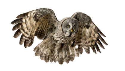 Great grey owl with spread wings flying on transparent background