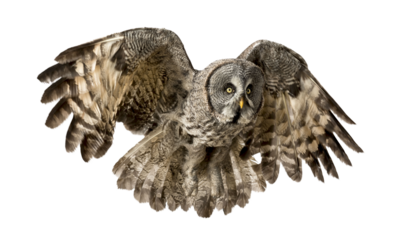 Great grey owl with spread wings flying on transparent background