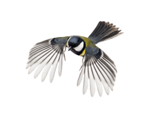 Great tit - parus major - with open wings flying, isolated on transparent background