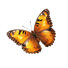 Butterfly photography on isolated nature close-up