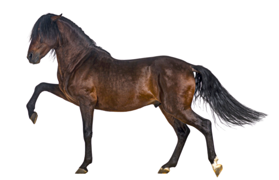 Powerful brown horse prancing with front leg raised on white background