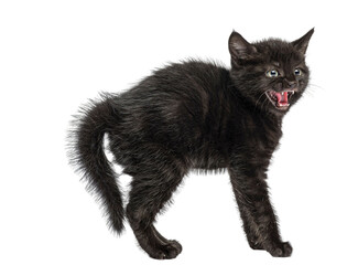 Black kitten arching its back and hissing on white background