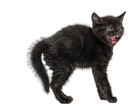 Black kitten arching its back and hissing on white background