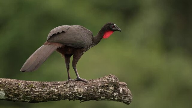 Crested Guan, Penelope purpurascens, big bird in nature habitat, Costa Rica. Braun guan on the tree, rain in tropic forest. Birdwatching in Central America. Nature wildlife.
