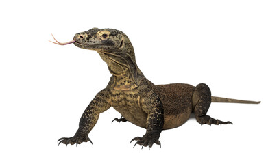 Komodo dragon flicking its forked tongue, isolated on transparent background