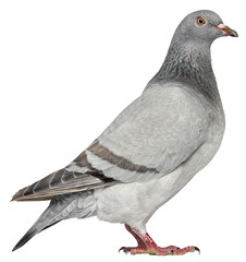 Full body profile of a pigeon standing, isolated on transparent background, ideal for image editing and compositing © Eric Isselée
