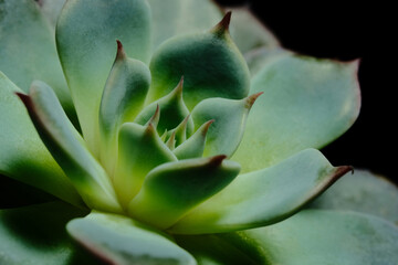 Close up of Echeveria Tippy succulent plant, beautiful flower in green color with red leaf tip....