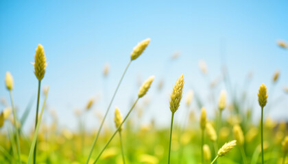 Budding stems swaying in vibrant field under blue sky, nature's beauty