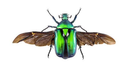 Close up of a metallic green flower beetle with open wings, isolated on a transparent background