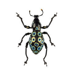 Dorsal view of a colorful pachyrhynchus weevil isolated on transparent background