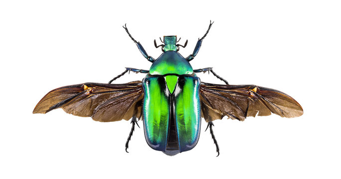 Close up of a metallic green flower beetle with open wings, isolated on a transparent background - Powered by Adobe