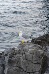 Gaviota Patiamarilla sobre una roca en el mar cantabrico