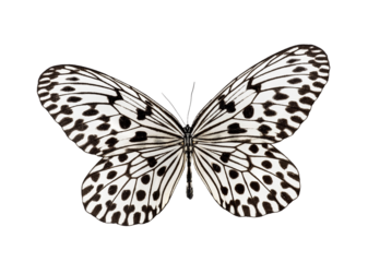 Paper kite butterfly showing wings with black and white pattern on transparent background