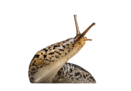 Close up of a leopard slug exploring its surroundings with transparent background
