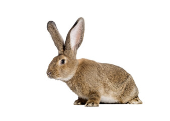Studio shot of adorable brown flemish giant rabbit isolated on transparent background, showcasing...