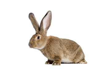 Studio shot of adorable brown flemish giant rabbit isolated on transparent background, showcasing its gentle nature and long ears