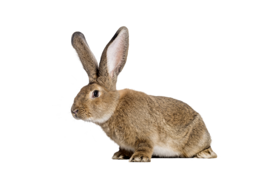 Studio shot of adorable brown flemish giant rabbit isolated on transparent background, showcasing its gentle nature and long ears
