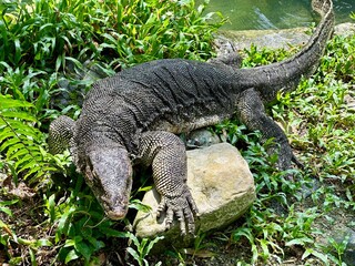 Dragon de Komodo