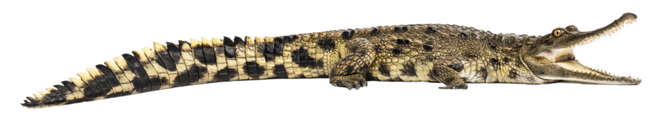 Full body cuban crocodile roaring showing teeth and scales, isolated on transparent background