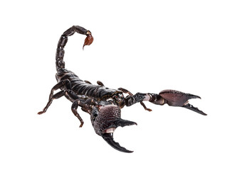 Studio shot of a giant forest scorpion raising its venomous tail and claws, isolated on transparent background
