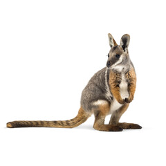 Yellow footed rock wallaby standing on transparent background and looking away