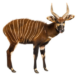 Bongo, tragelaphus eurycerus, standing and sticking out tongue on transparent background
