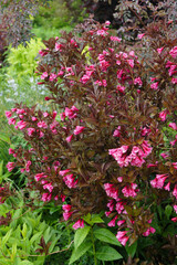 Wine and Roses weigela (Weigela florida 'Alexandra') in flower in a garden setting