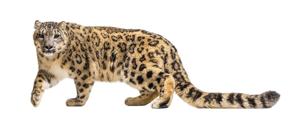Majestic snow leopard walking gracefully on a transparent background, showcasing its beautiful fur and powerful gait