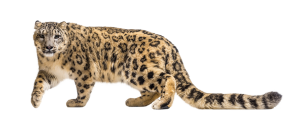 Majestic snow leopard walking gracefully on a transparent background, showcasing its beautiful fur and powerful gait