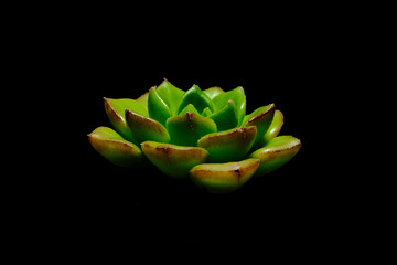 Close up, side view of Echeveria Lilipad succulent plant, beautiful flower in green, yellow...