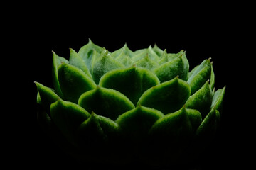 Close up side view of Echeveria Hyalina succulent plant, beautiful flower in green color. Isolated...