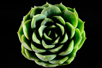 Close up Top view of Echeveria Hyalina succulent plant, beautiful flower in green color. Isolated...