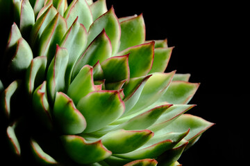 Fototapeta premium Beautiful Echeveria Esther variegated succulent plant flower which exposed to sunlight, in green yellow gradation color with red leaf tip. Isolated in black backgrounds
