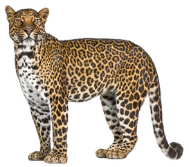 Full body view of a majestic leopard standing against a transparent background, showcasing its...