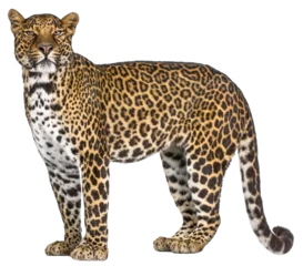 Full body view of a majestic leopard standing against a transparent background, showcasing its distinctive spotted coat © Eric Isselée